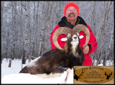 mouflon hunts